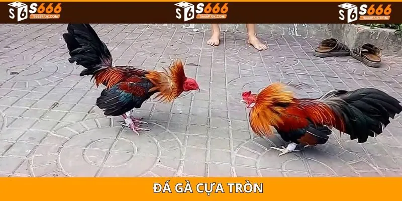 Đá Gà Cựa Tròn