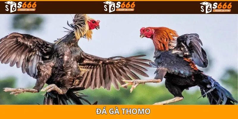 Đá Gà Thomo