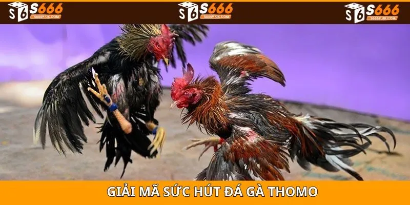 Giải mã sức hút đá gà thomo hiện nay