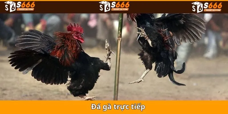 Đá Gà Trực Tiếp